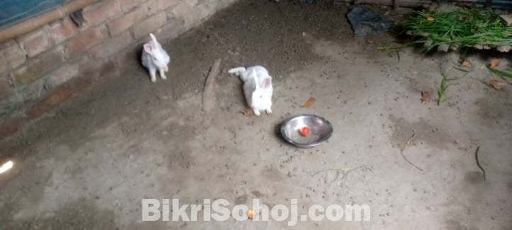 খোরগজ